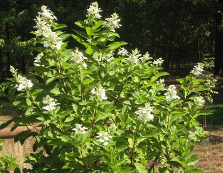 hydrangea paniculata grandiflora