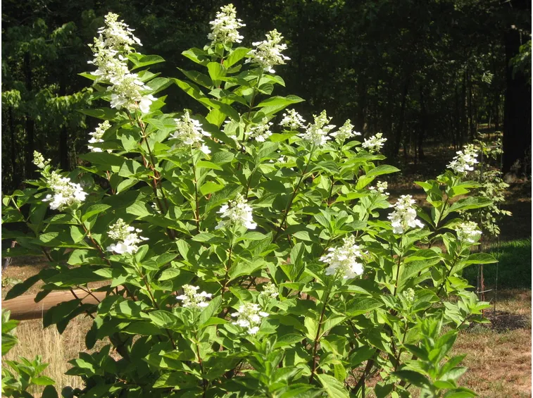 hydrangea paniculata grandiflora