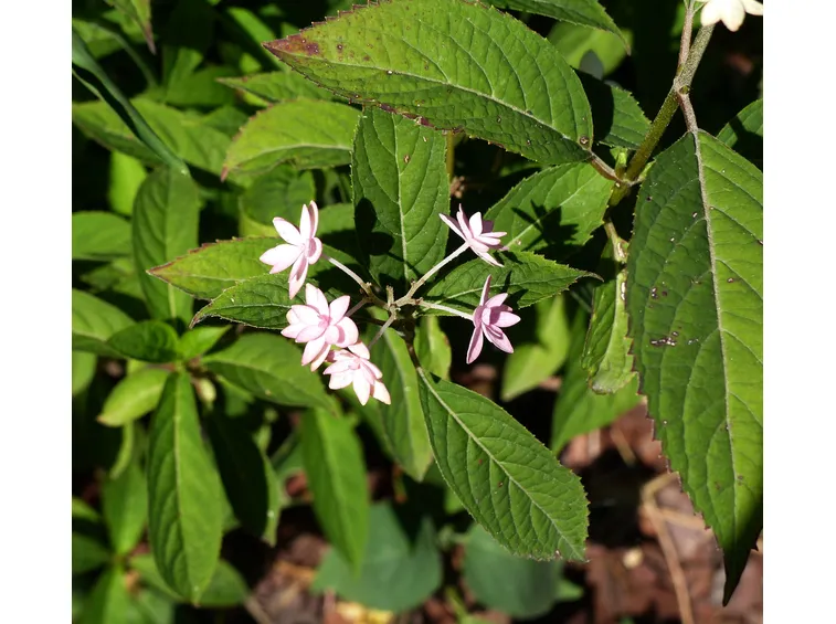 stellata