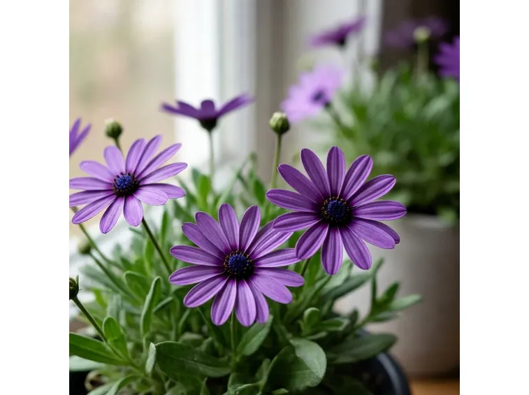osteospermum