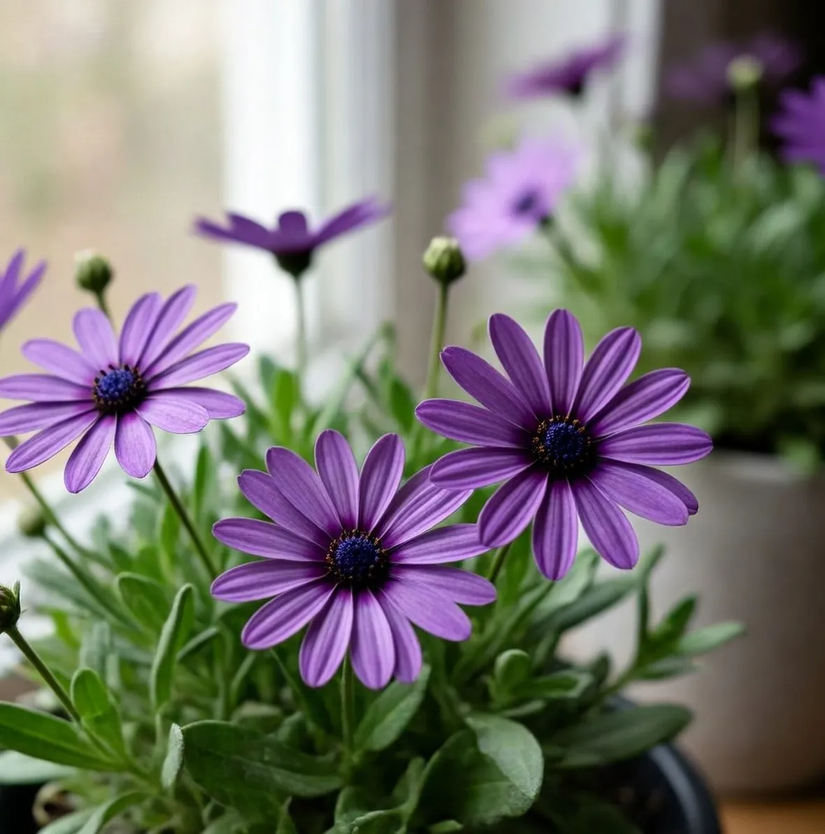 osteospermum