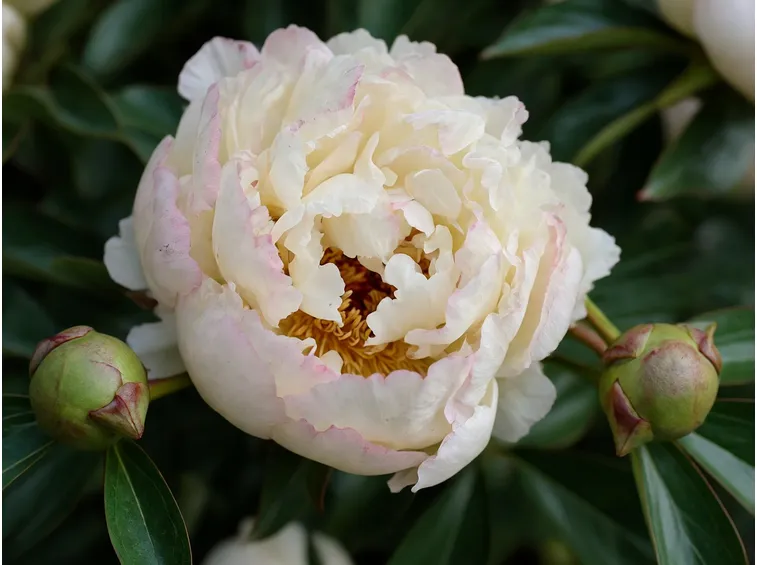 Esemplare di peonia bianca