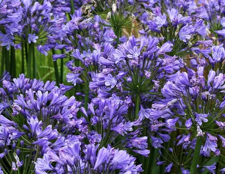 Agapanthus fiorito