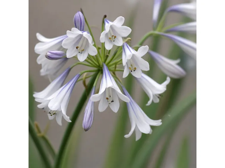 Agapanthus bianco