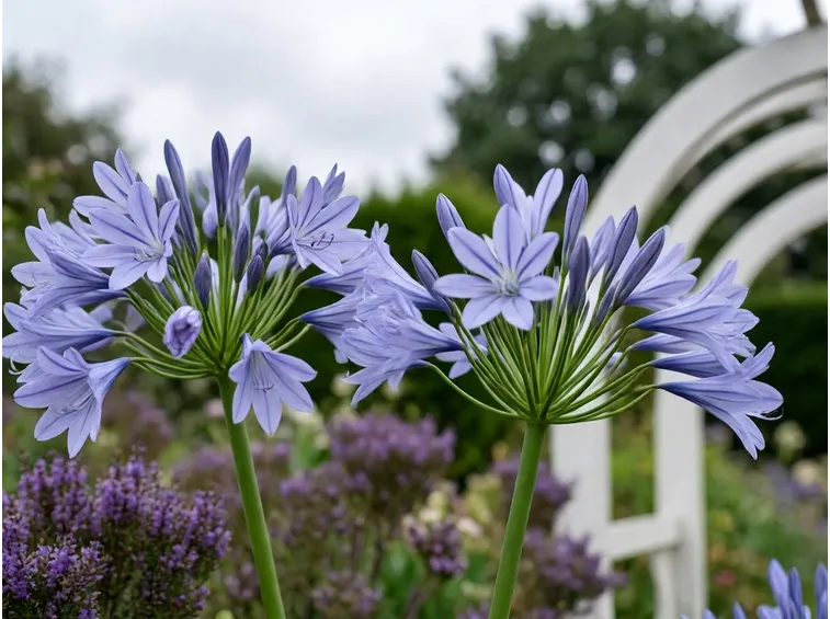 Infiorescenza degli Agapanthus