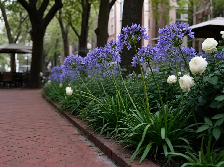 Bordura naturale di Agapanthus
