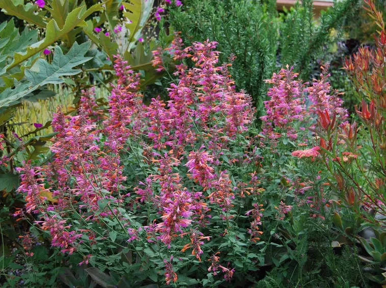 Agastache