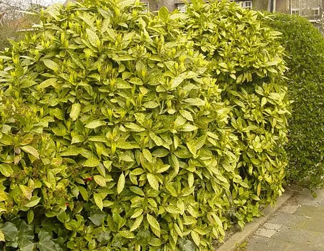 Aucuba japonica variegata