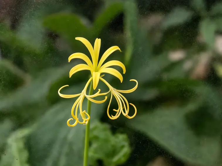 Fioritura asfodelo