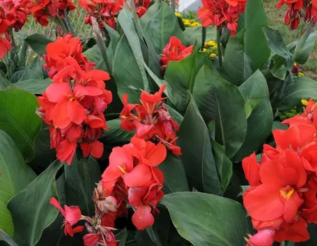 Canna indica rossa