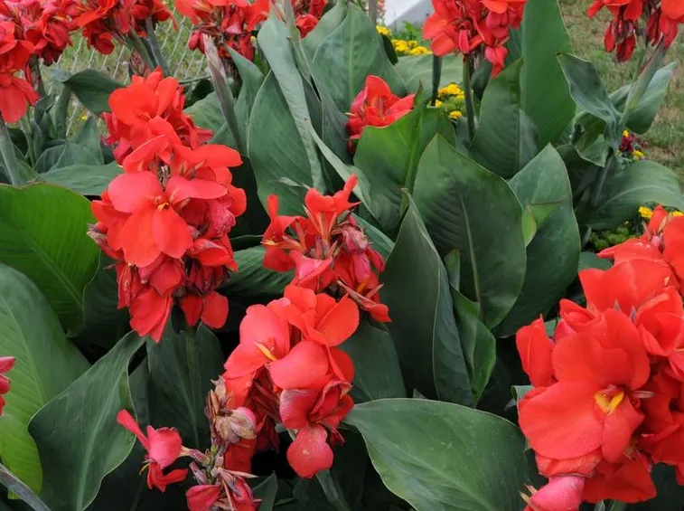 Canna indica rossa