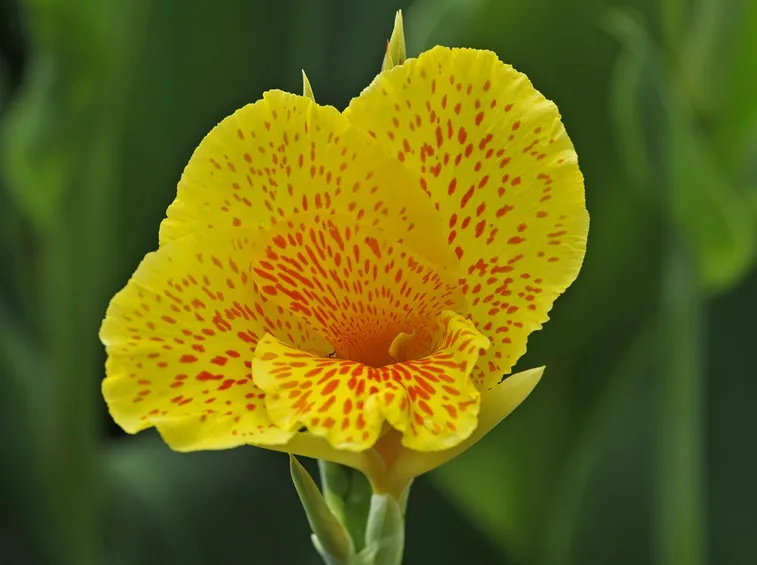 Cannacoro
