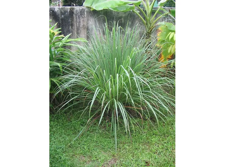Una pianta della citronella