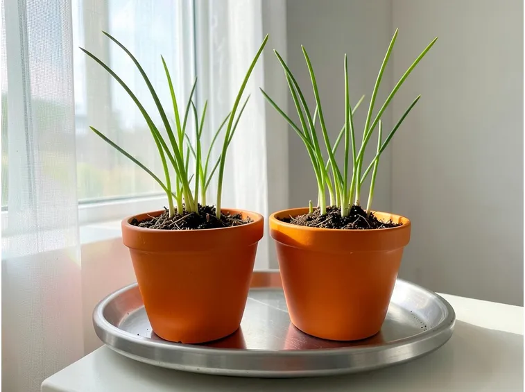 La pianta della citronella in vaso