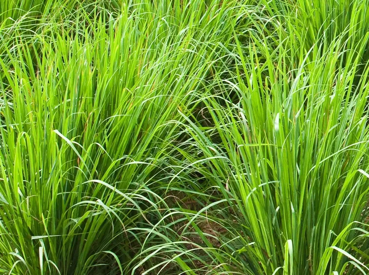 campo di citronella