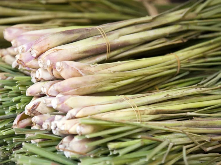 raccolta citronella