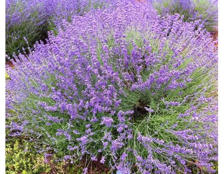 Cespuglio di lavanda