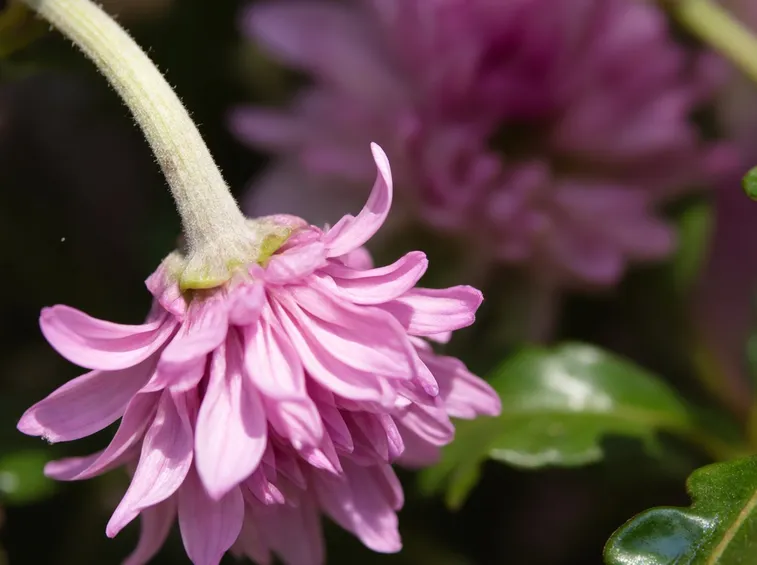 Fiore di crisantemo rosa