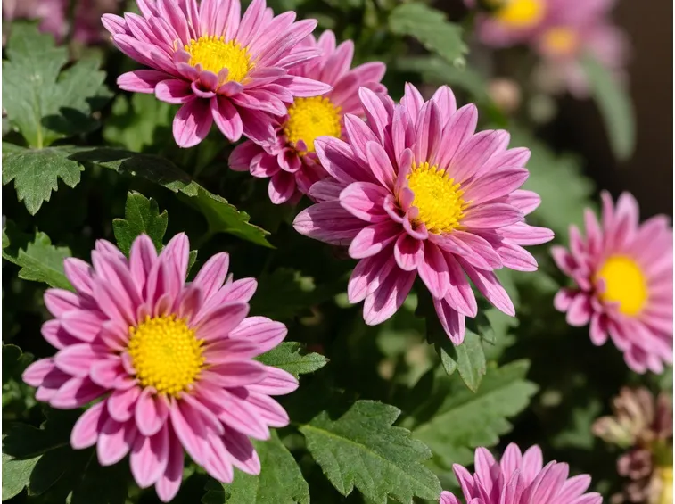 Varietà di crisantemo rosa