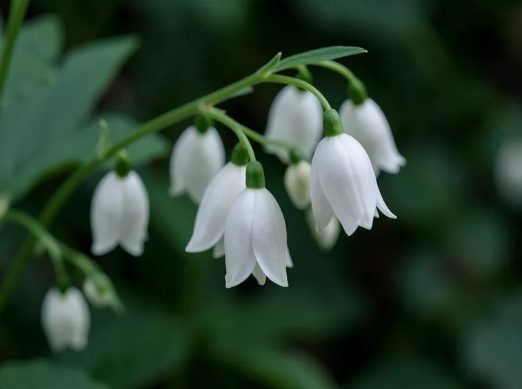 Infiorescenze pianta convallaria