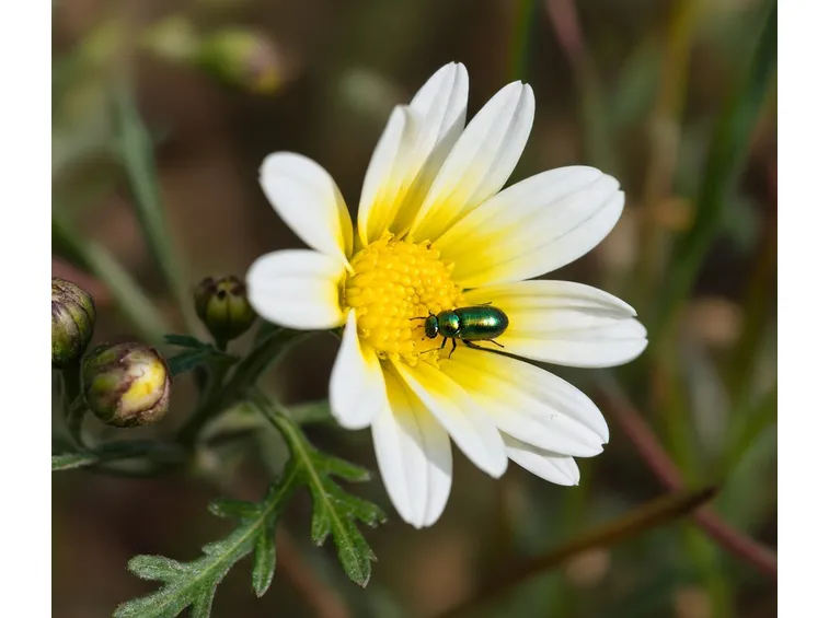 Chrysanthemum coronarium