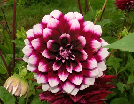 Fiore Dalia