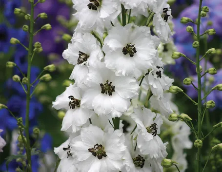 delphinium