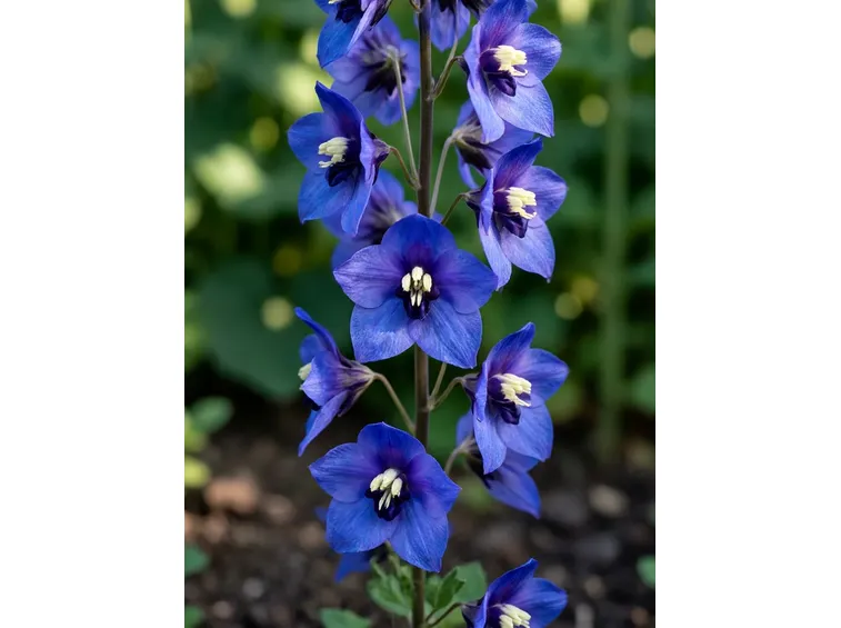 delphinium