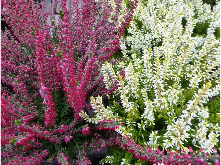 Erica pianta