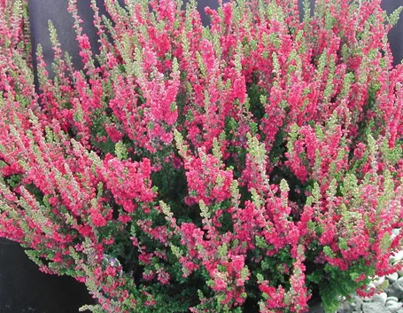 Erica in fioritura