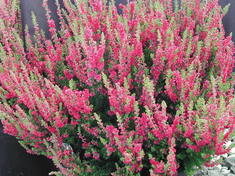 Erica in fioritura