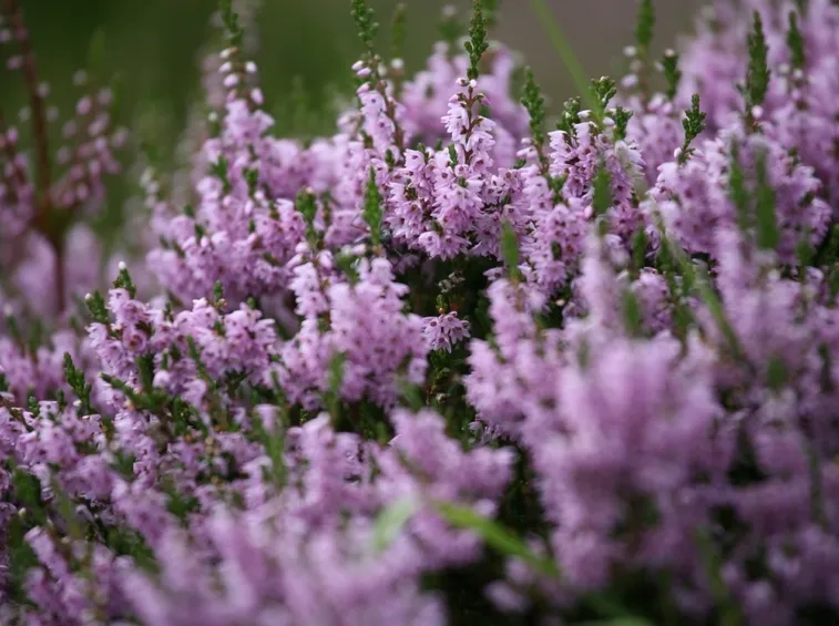 Erica da giardino