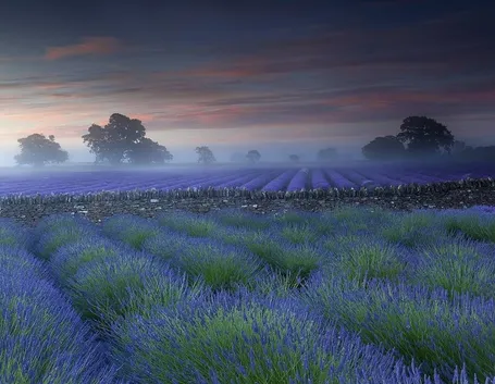 un giardino perenne di lavanda