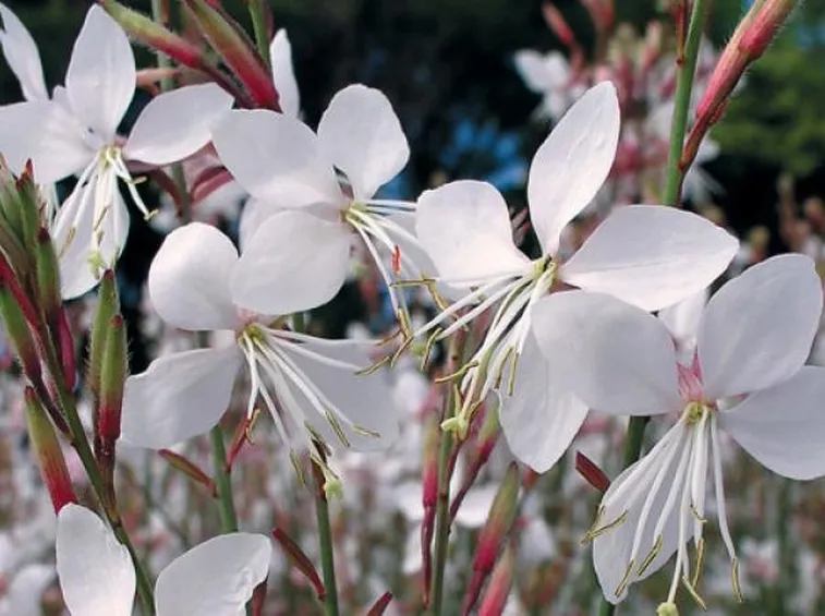 Fiori gaura
