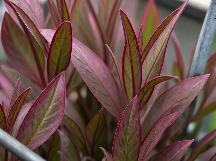 Foglie pianta gaura