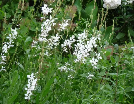 Gaura