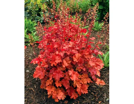 Heuchera