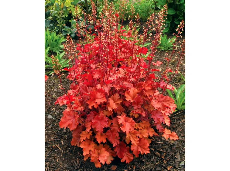 Heuchera