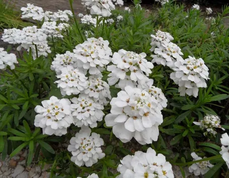 Fiori iberis