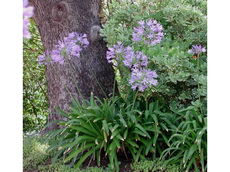 Piante fiore agapanto