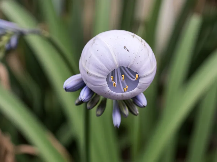 Fiori azzurri agapanto