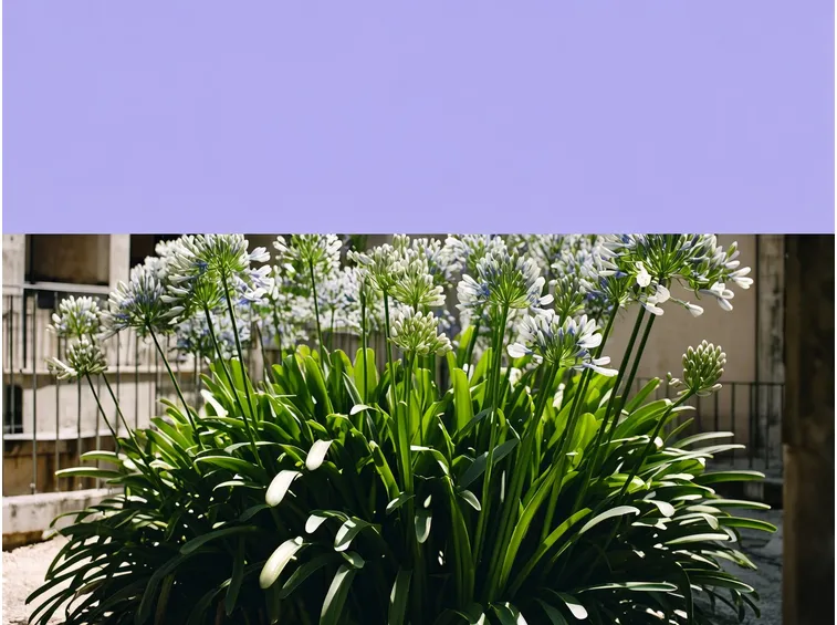 Fiori bianchi agapanto