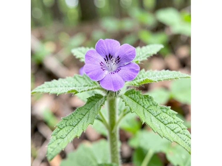 Lamium