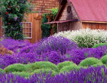 I colori della lavanda