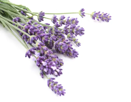 Lavandula angustifolia in fiore