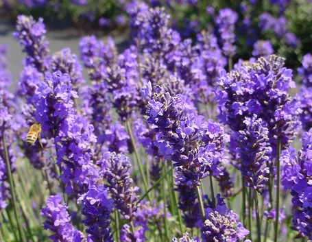 Lavanda in fiore