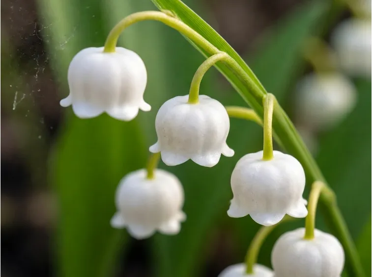 Fiore mughetto