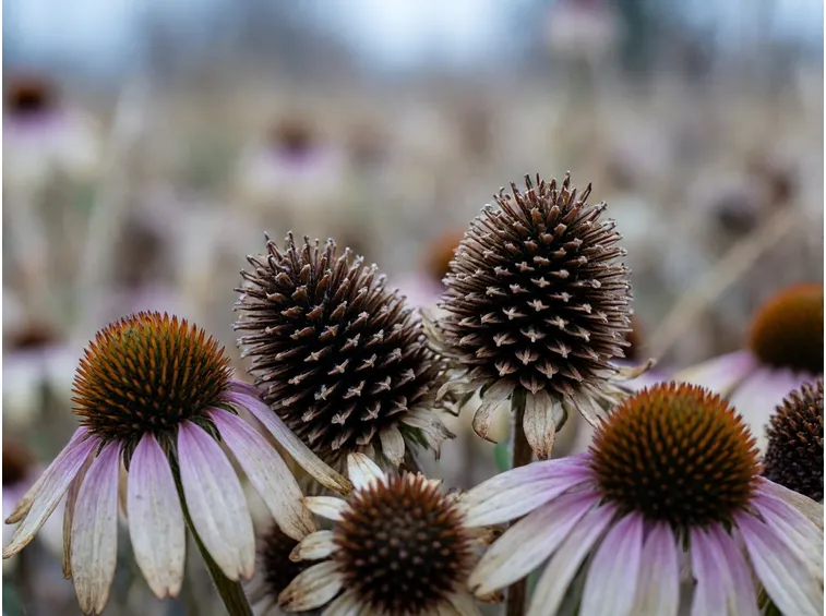 Capolini e semi: echinacea, rudbeckia, sedum e achillea