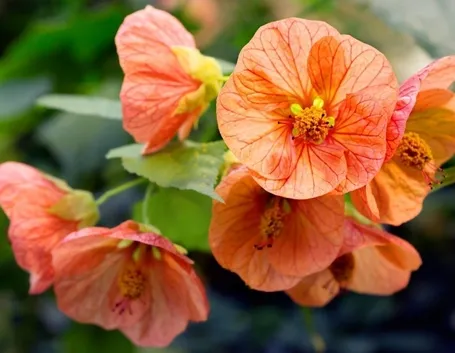 abutilon arancione