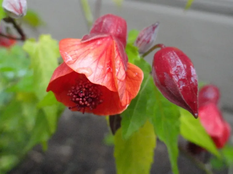 abutilon